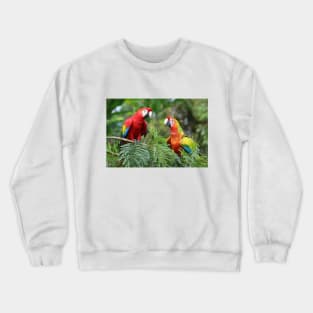 Scarlet Macaws - Costa Rica Crewneck Sweatshirt